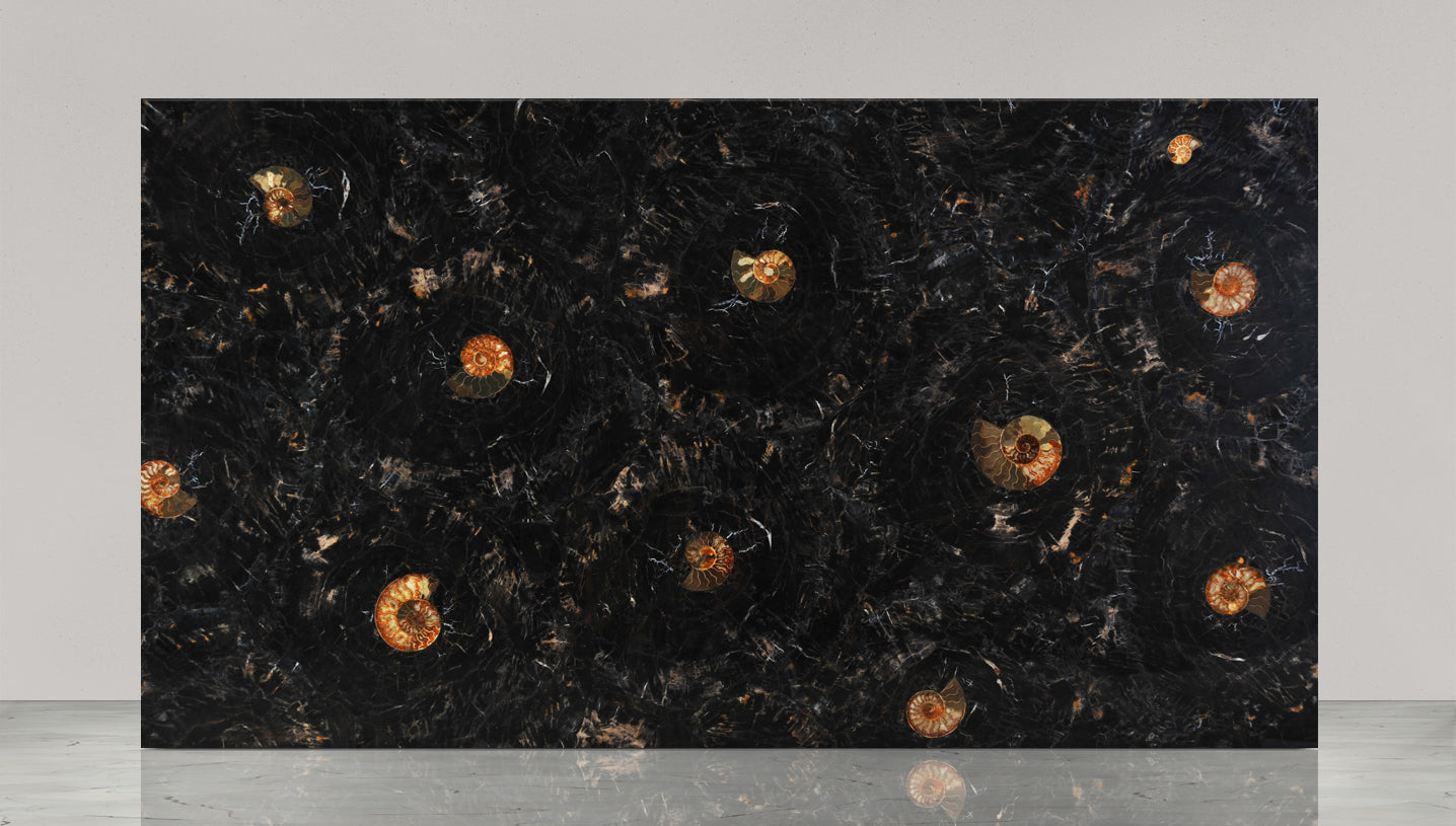 Petrified Wood Black with Ammonites